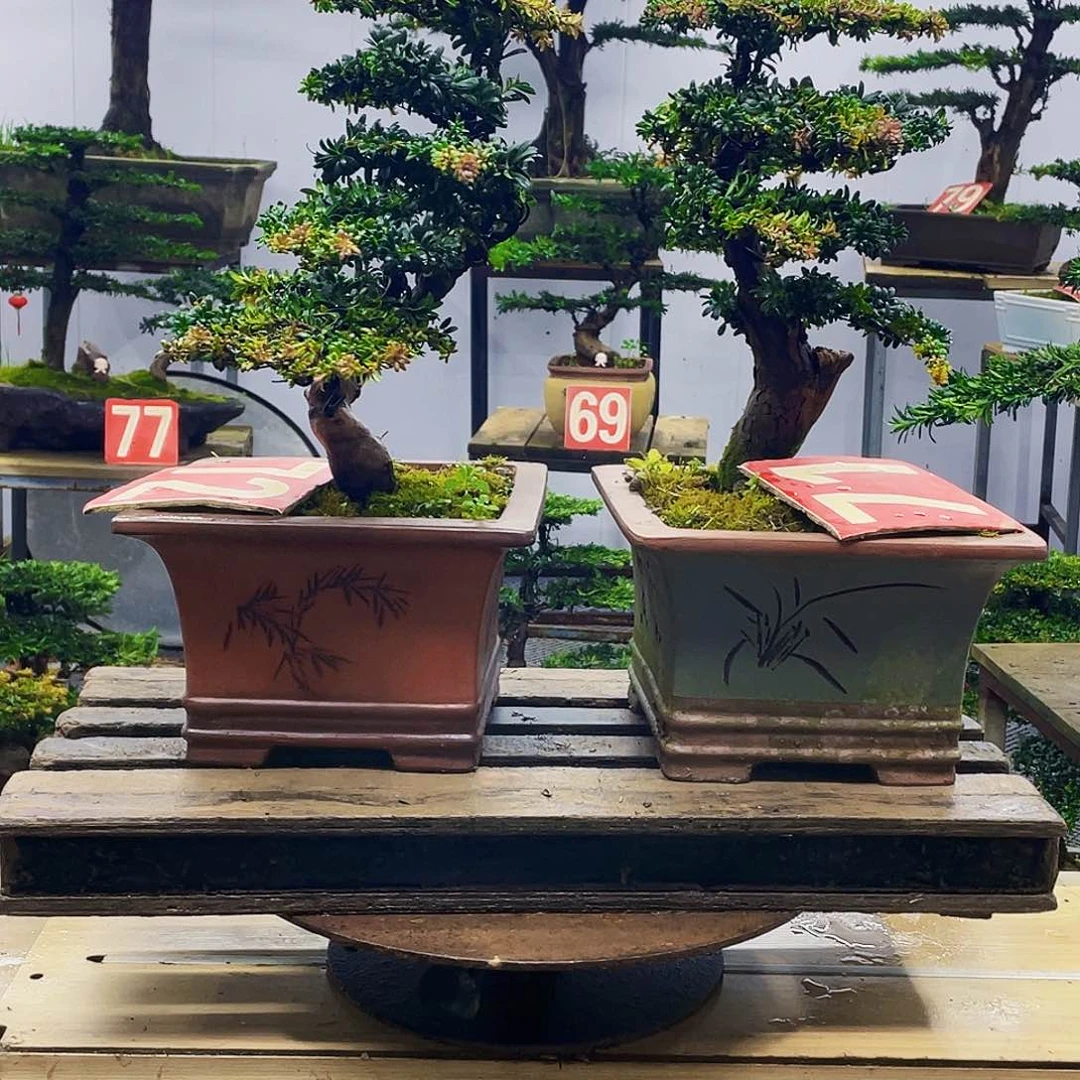 无花朵红芽珍珠罗汉松