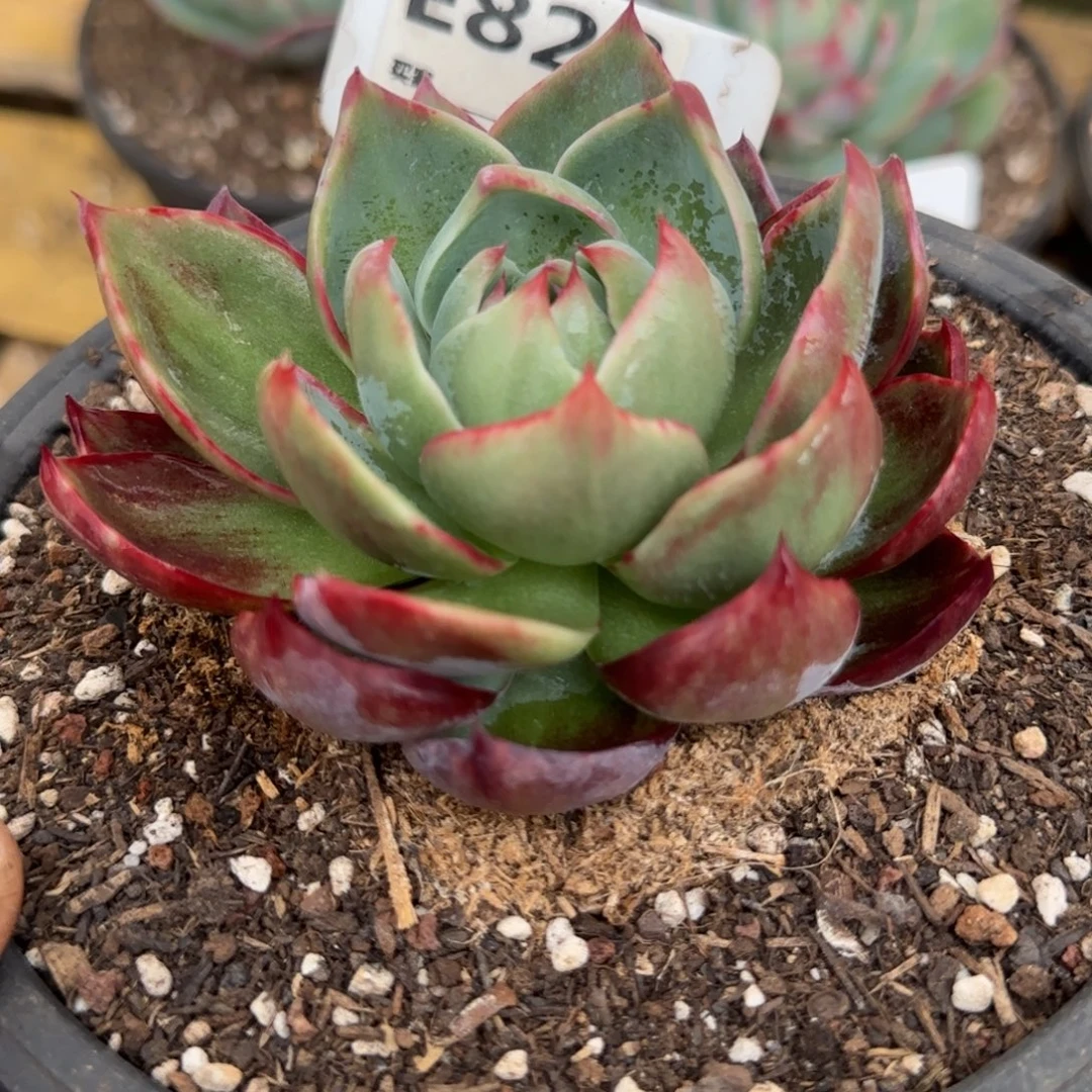 惊鸿一物一拍包装收缩花旱823