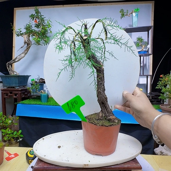 卓****店dv b n k l l