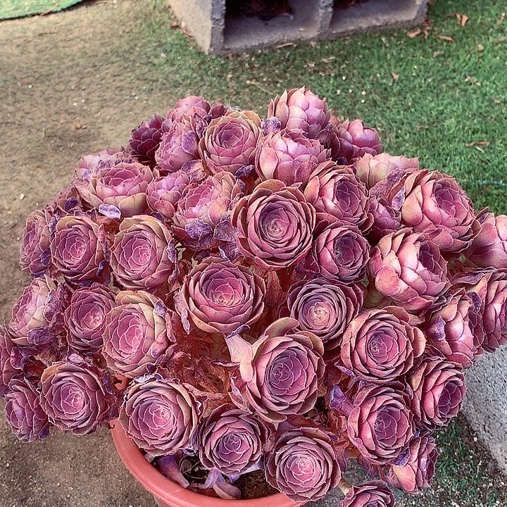 沙拉碗朵朵，多肉植物