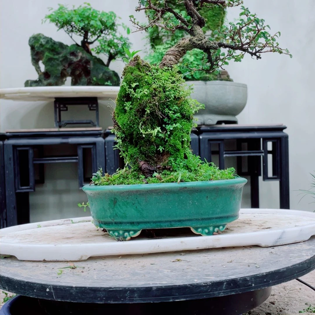 无铅玻璃雪****8铁线蕨科的叶和根