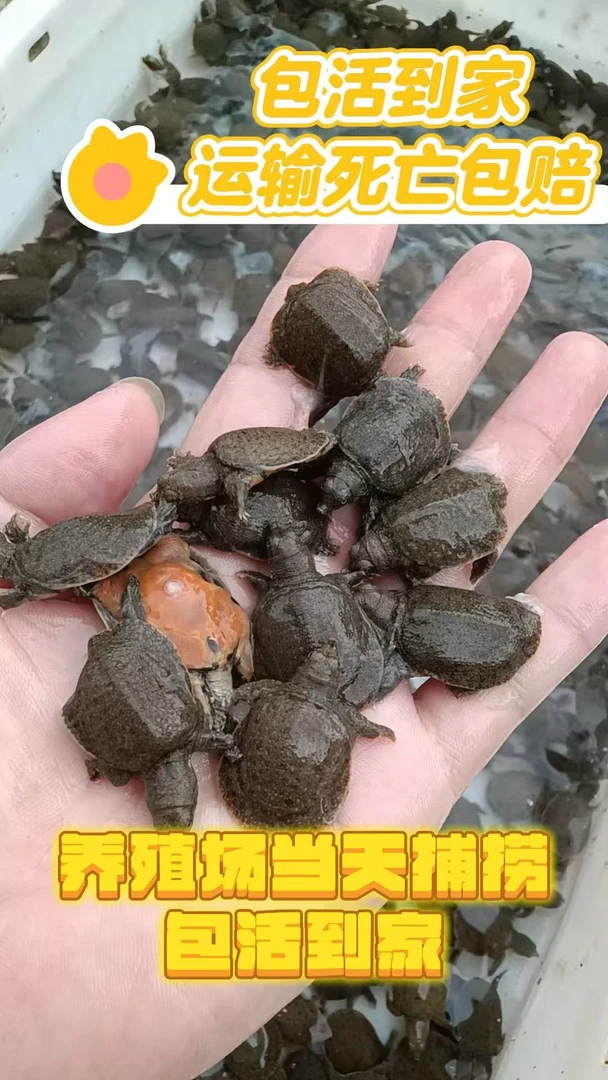 真一百只甲鱼苗冷水外塘甲鱼团鱼水鱼