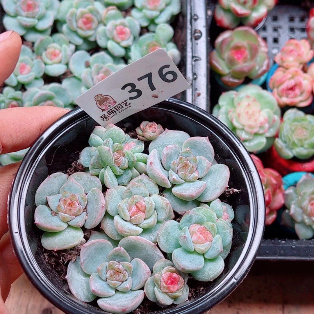 多肉植物多肉植物