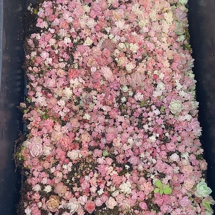 213 多肉植物盆栽花卉植物