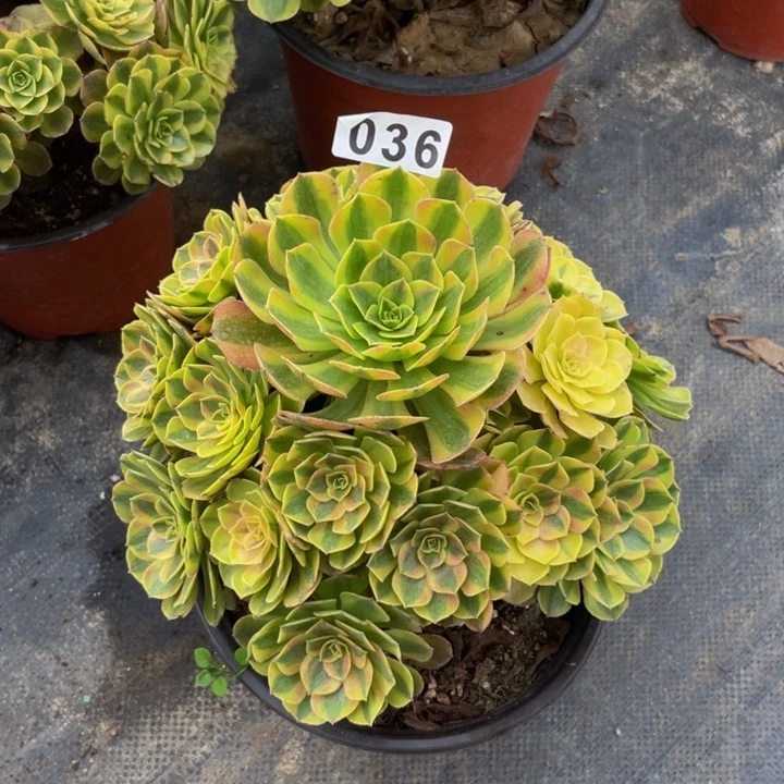 36老庄多肉法师雨荷