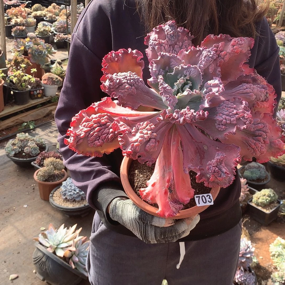 703包菜 一物一拍多肉