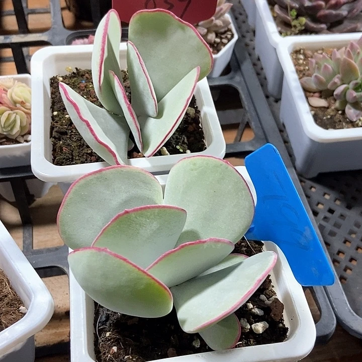 桃*。多肉植物白眉839799