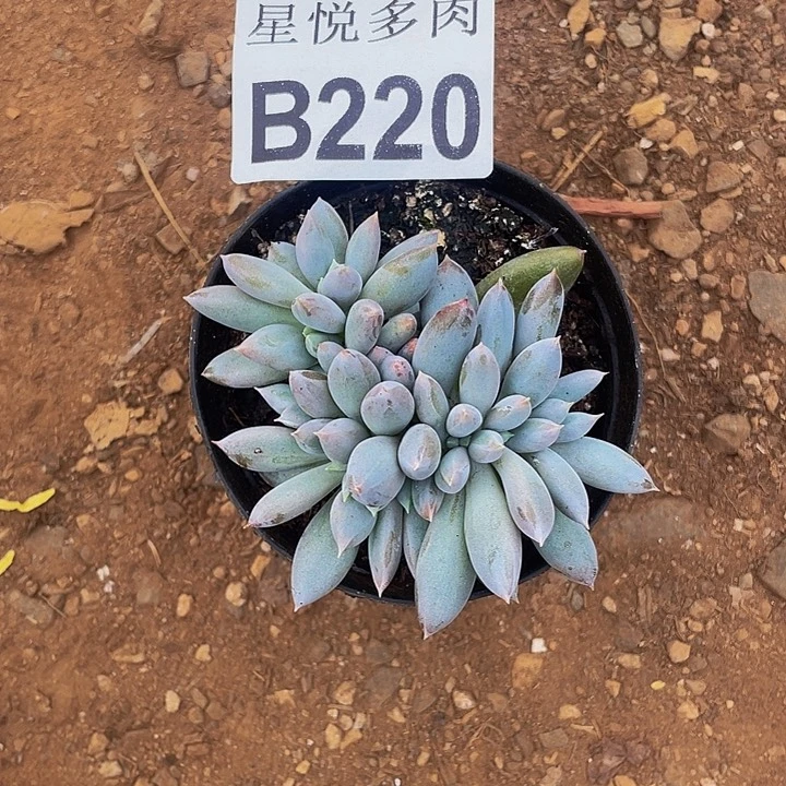 ?****?星悦多肉。     B220