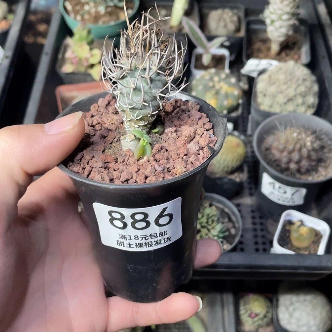 886黄龙娇丽（满18包邮）