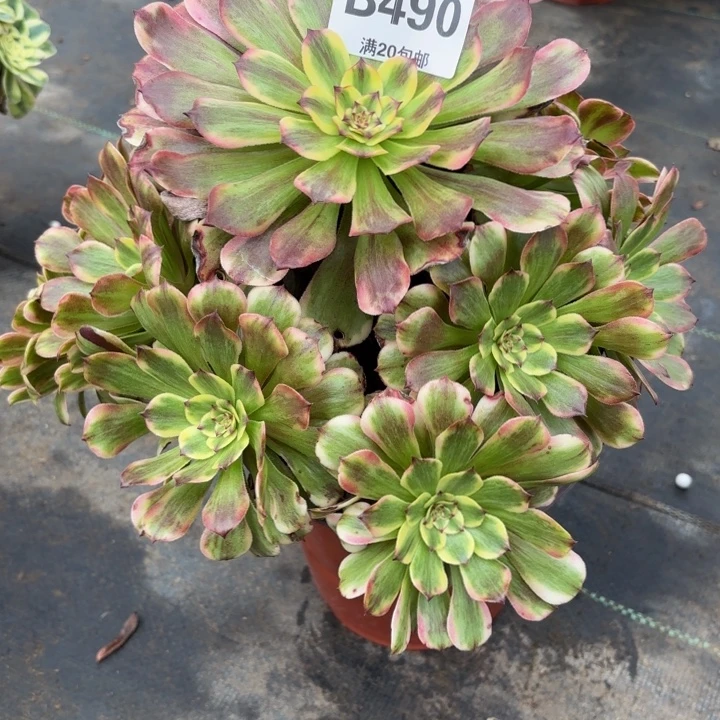 瑞妈，，。。。。。490沙皇。