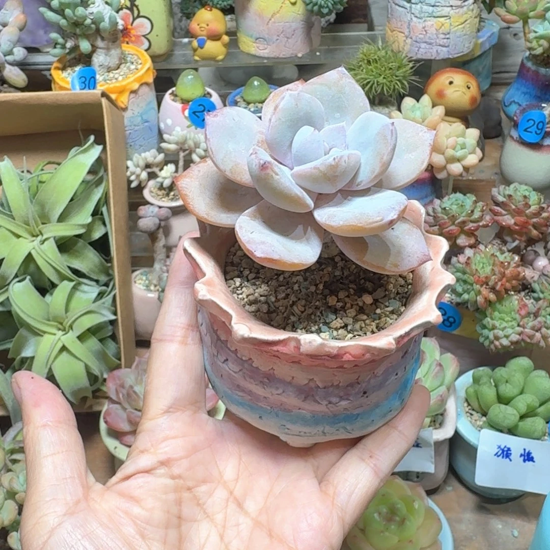 奶茶多肉含盆土 一物一拍