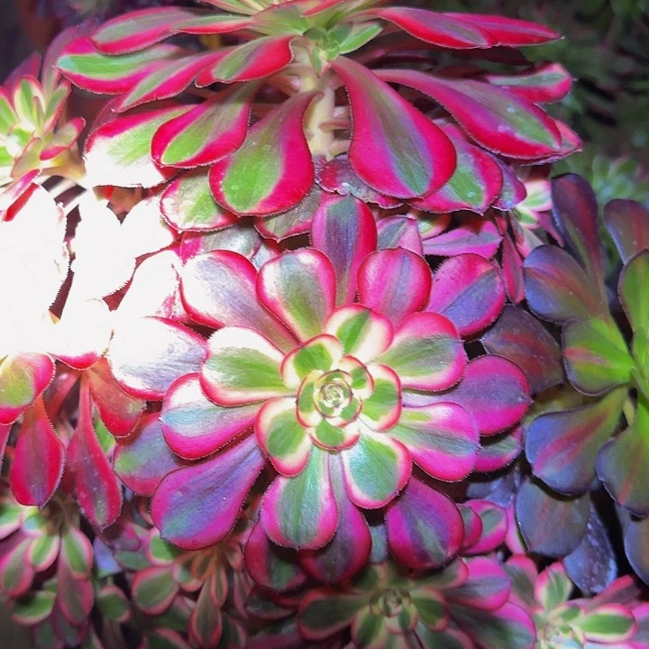 好****?精品香奈儿捧花特价福利25