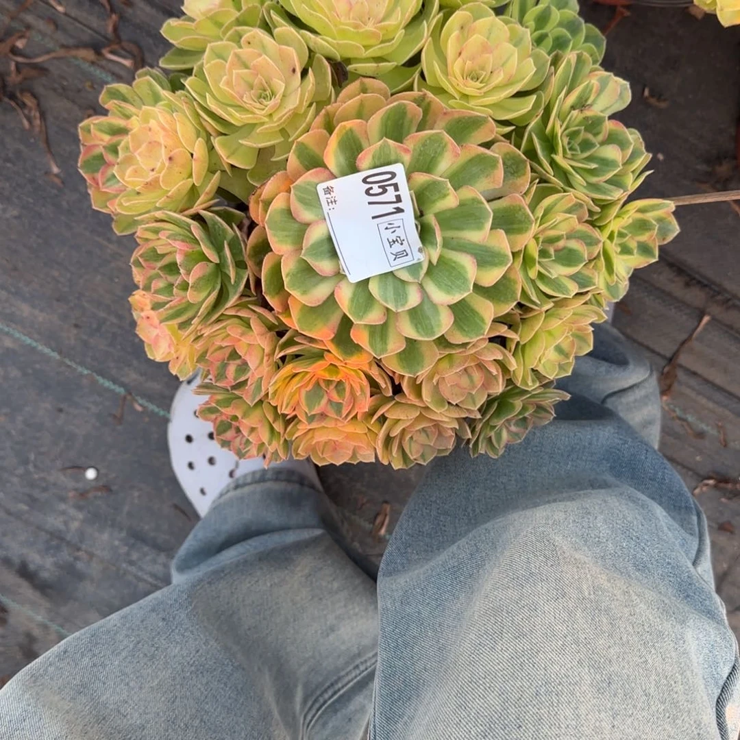 0571雨荷法师多肉植物