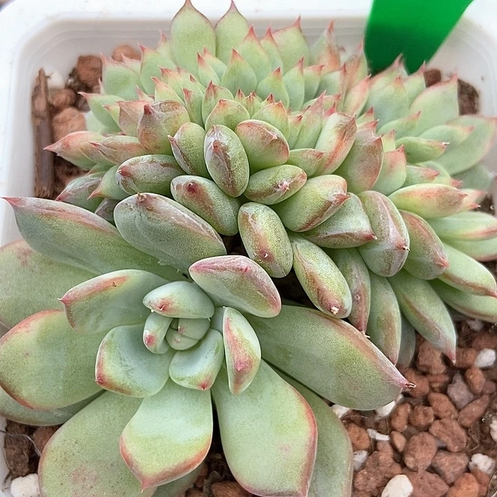 多肉缀化3128多肉植物