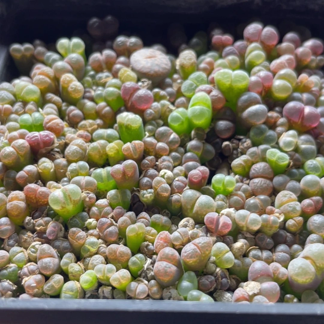 五彩风铃一物一拍～888