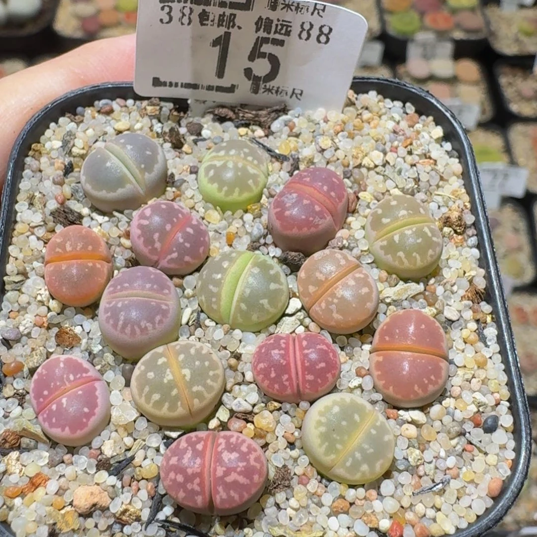 Sssss精品生石花15