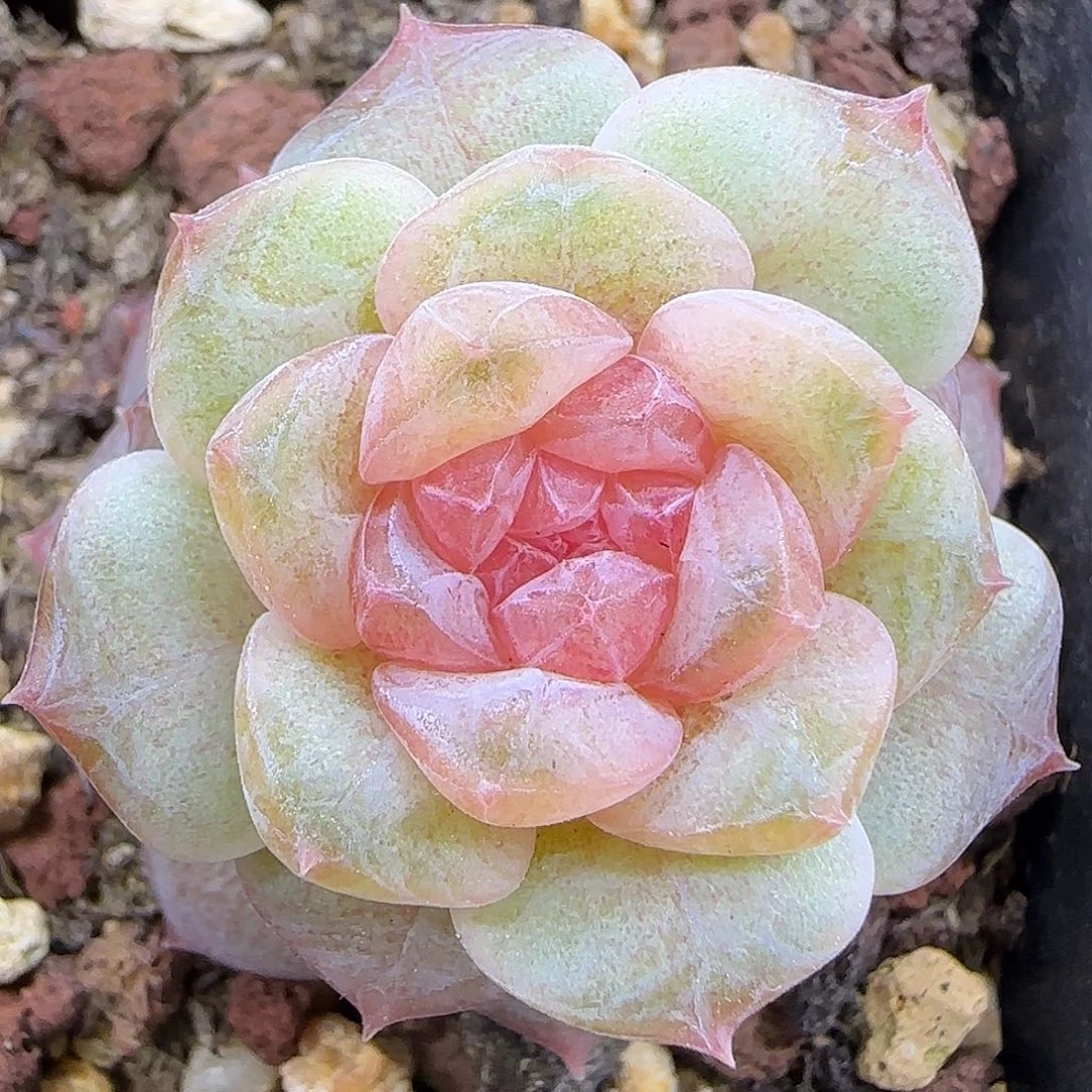 894糖心3公分脱土发