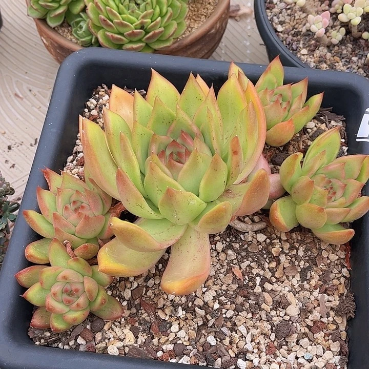 粉钻26160多肉植物