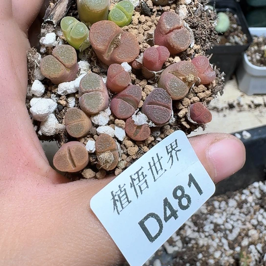 481号多肉植物哇f f