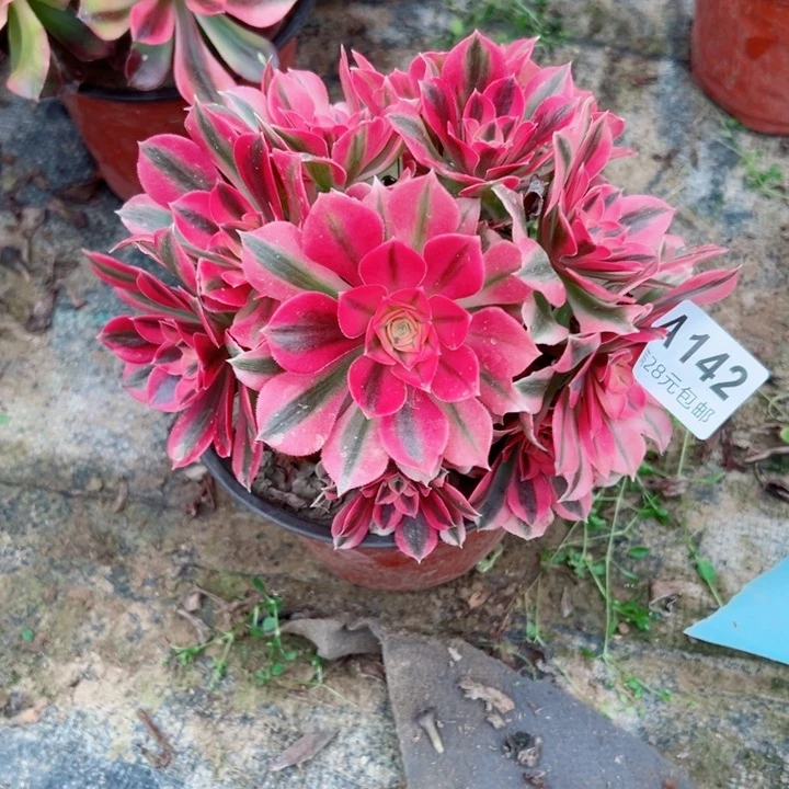 142女巫多肉植物的