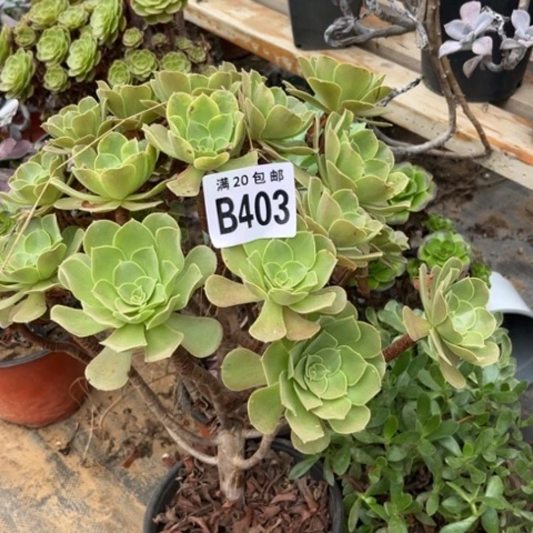 403柠檬玫瑰不包断枝