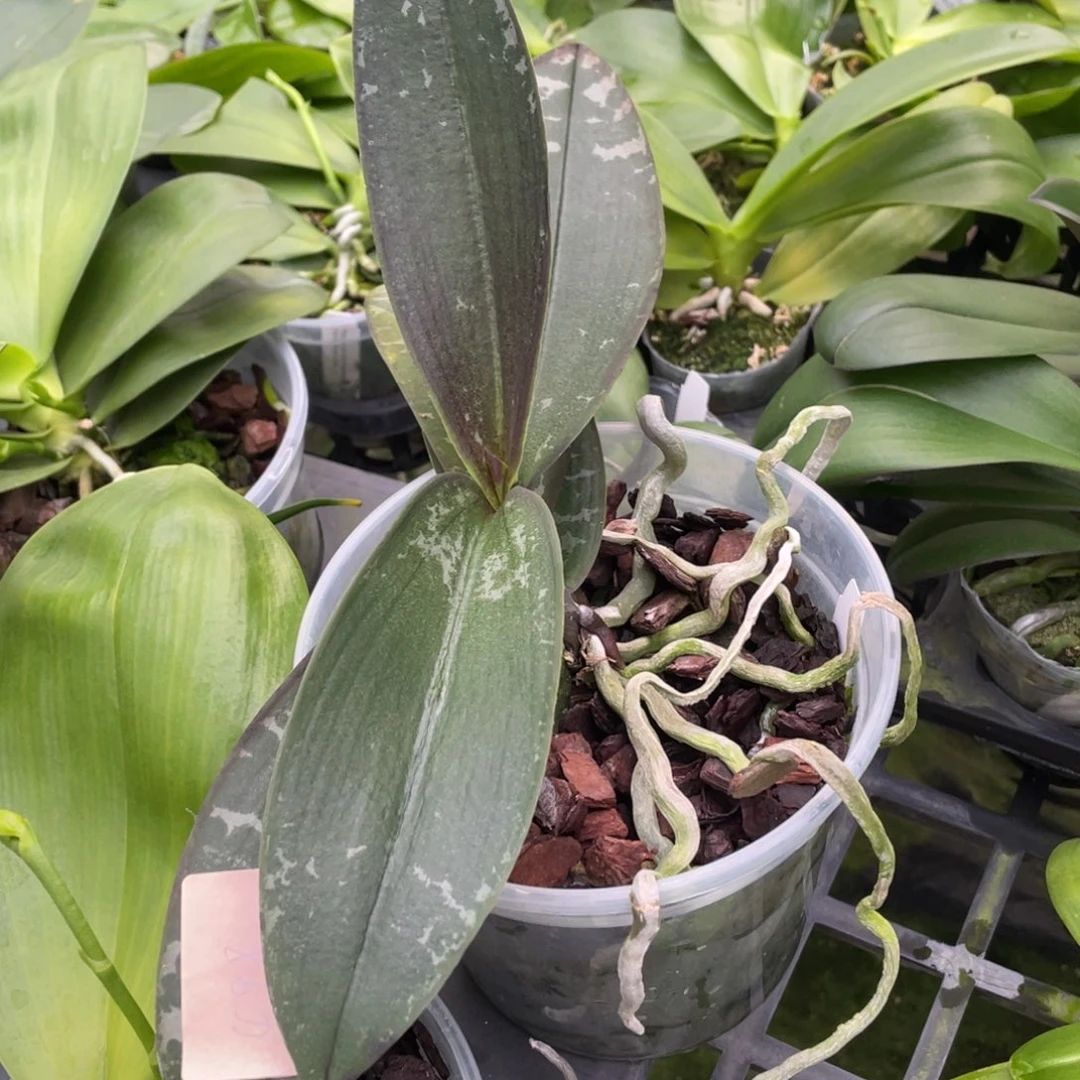 当前无花栽培后可以开花DJ斑交斑史塔基