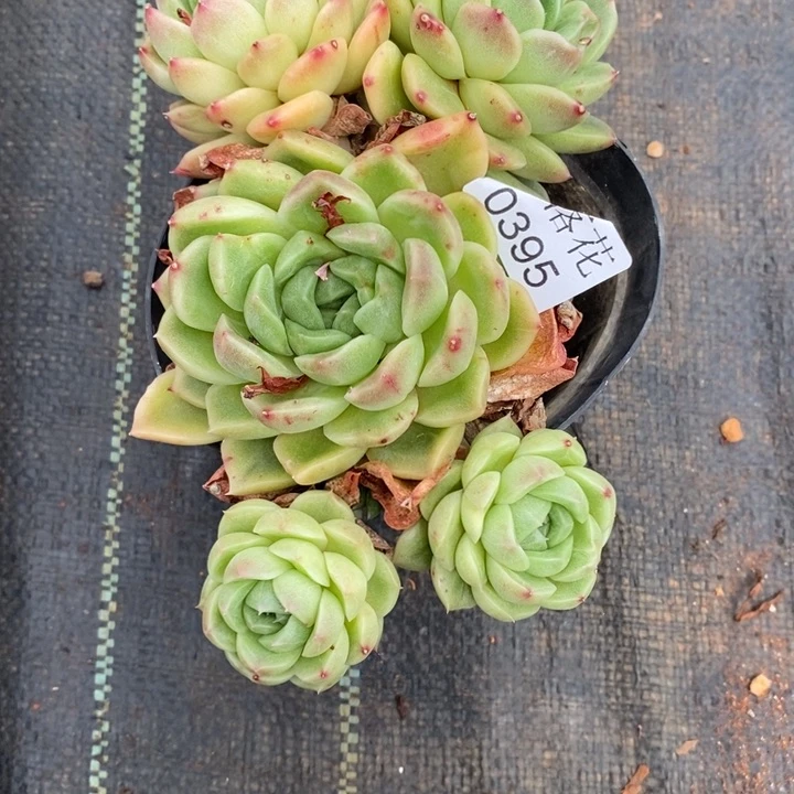 y****u精品多肉植物0395