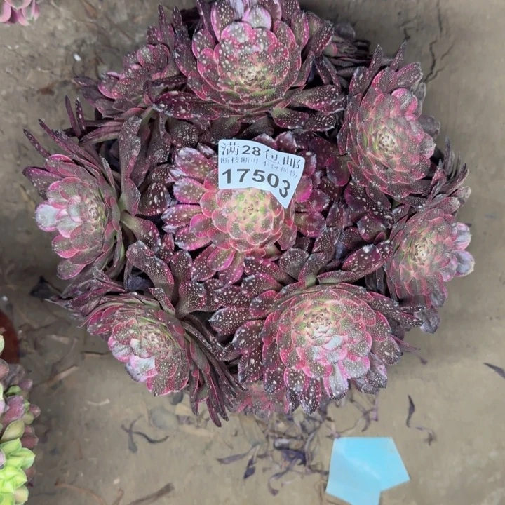 17503红金刚多肉植物