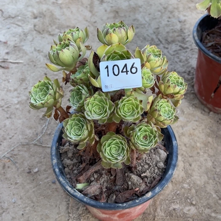 风***L1046万拉丝手捧00000