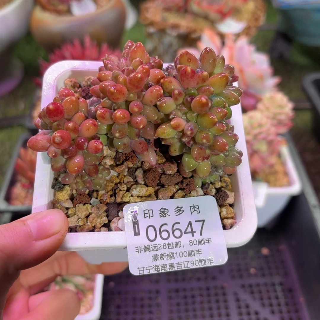 多肉植物6647fghu