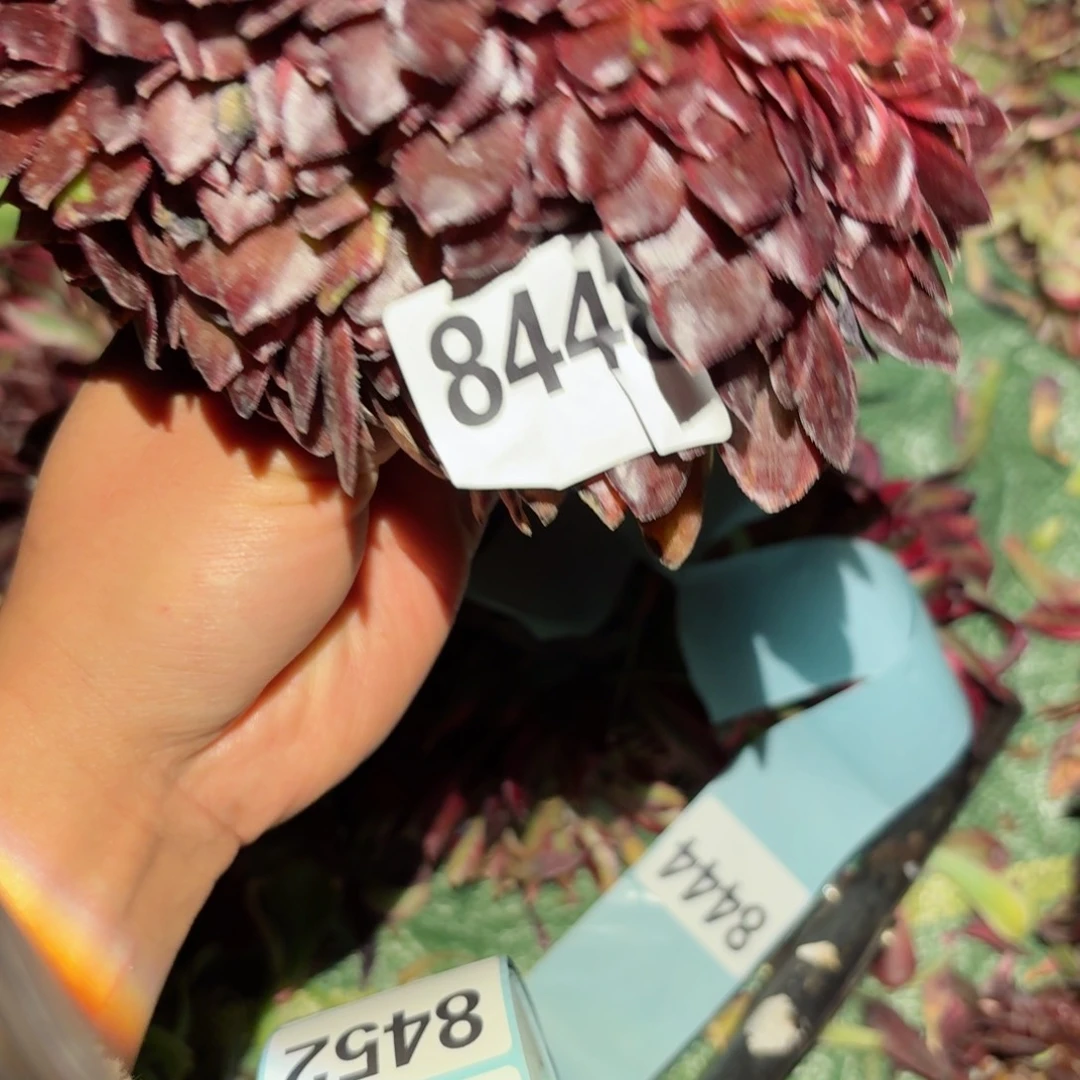 我8448 号多肉法师特价没有根