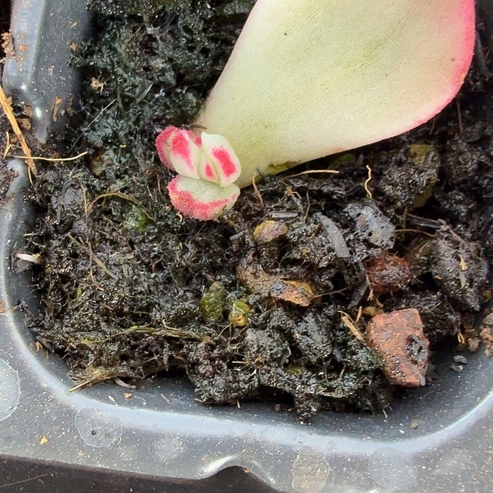 无名锦多肉锦植物