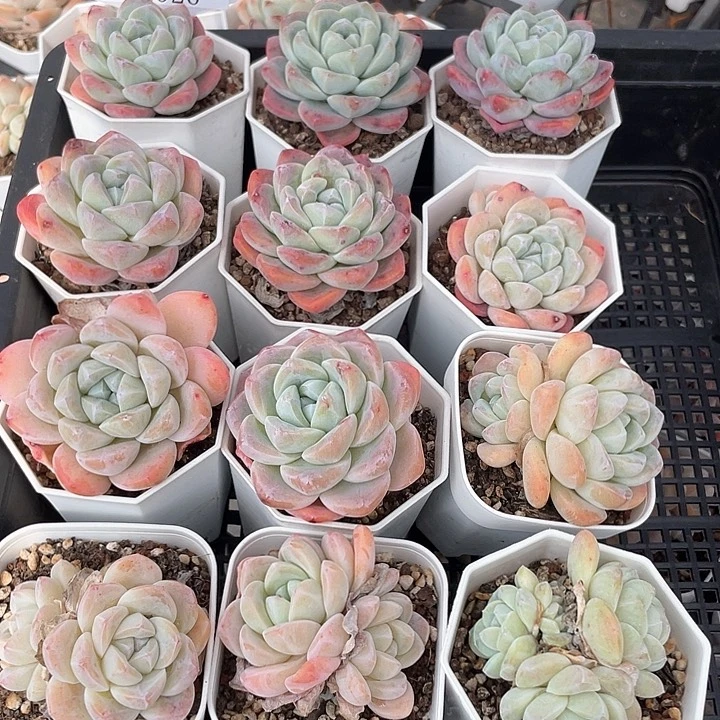 薇薇安园艺多肉1926