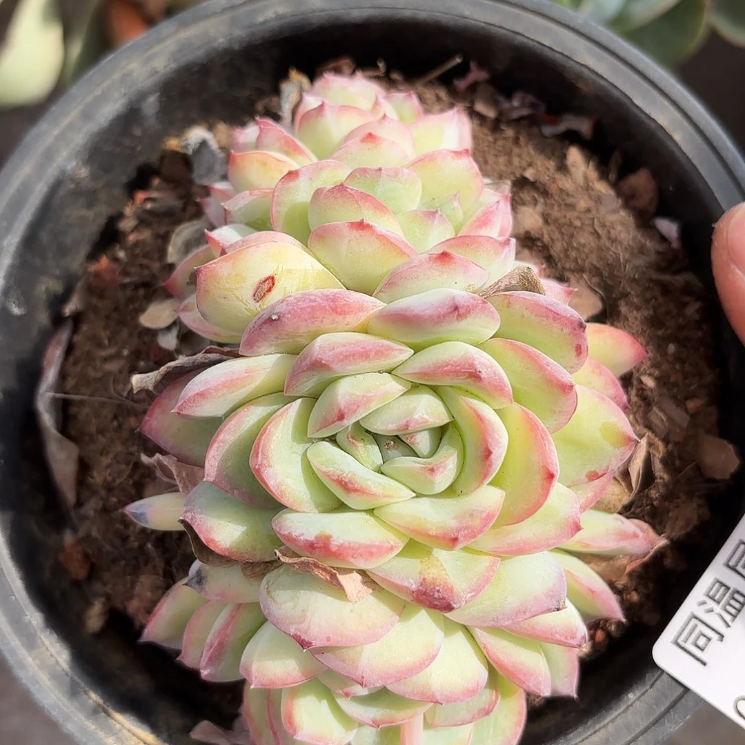 同温层多肉雪夜王子262