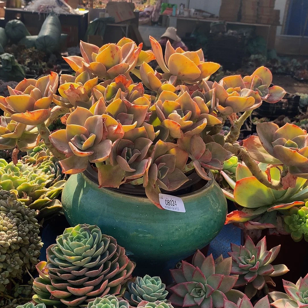 温***范鹤氏08024多肉多肉