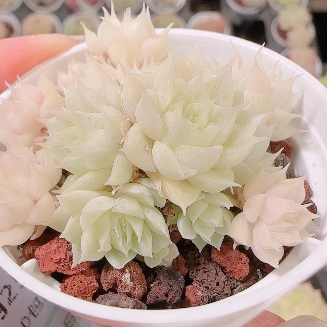 a***a花语逸镜1125-216散