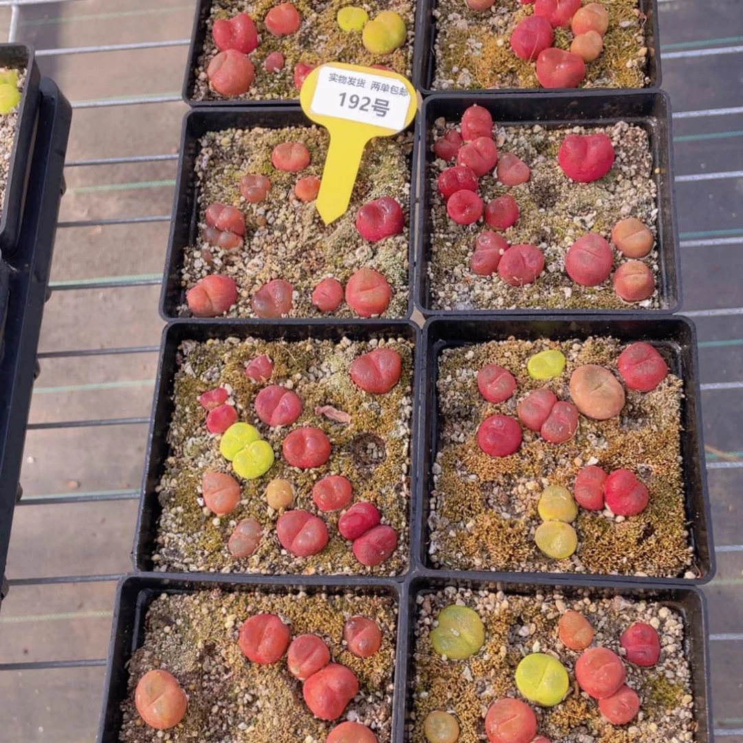 192号 母本八年精品毛汉尼一盒