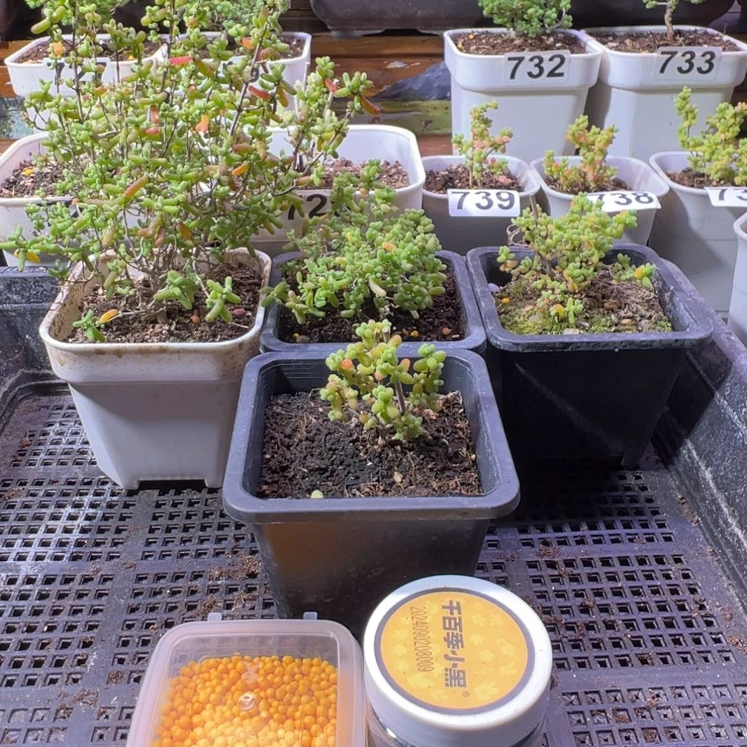 枝干番杏多肉植物728