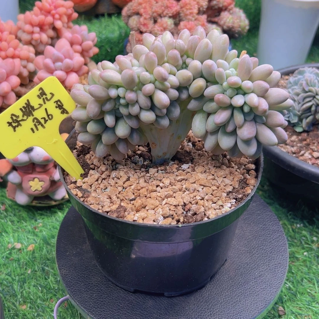 一物一拍链接，汤圆缀