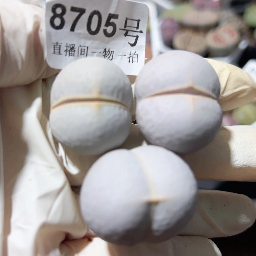 8705 好养易活生石花大母本3个