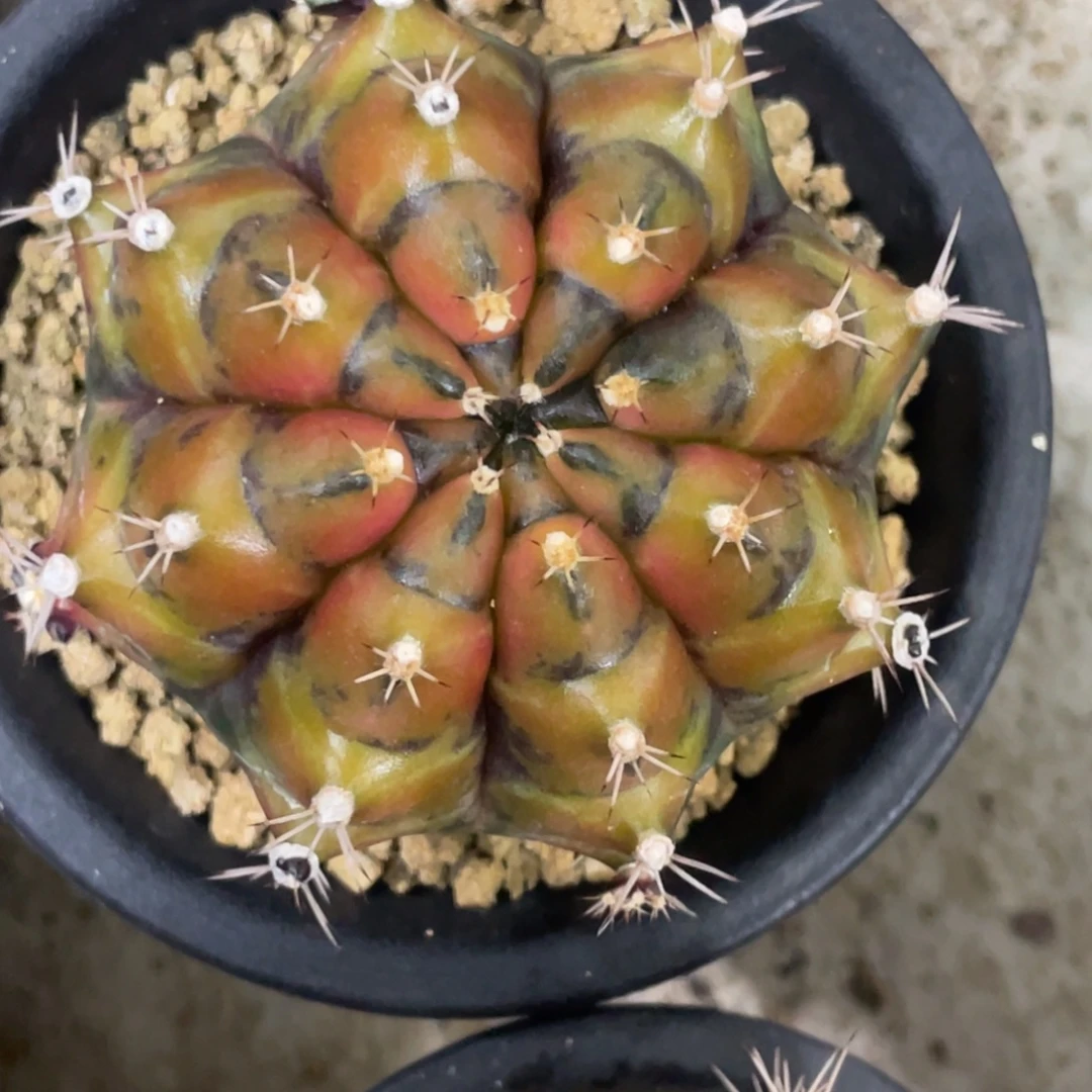 当前无花朵，栽培后可花朵月亮旋律