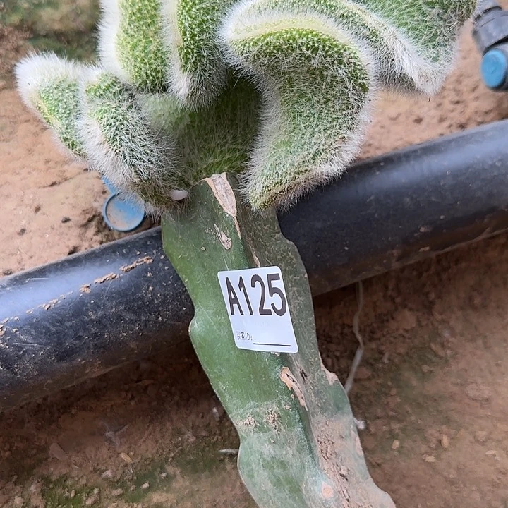 无花朵卜*嫁接九尾狐缀125