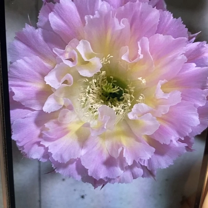 彩草妩媚侧芽4公分左右