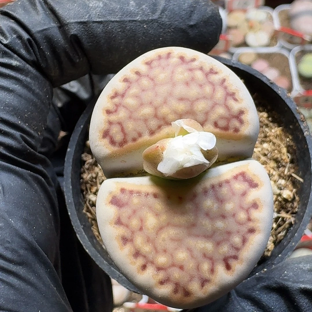 生石花23:：。  77号