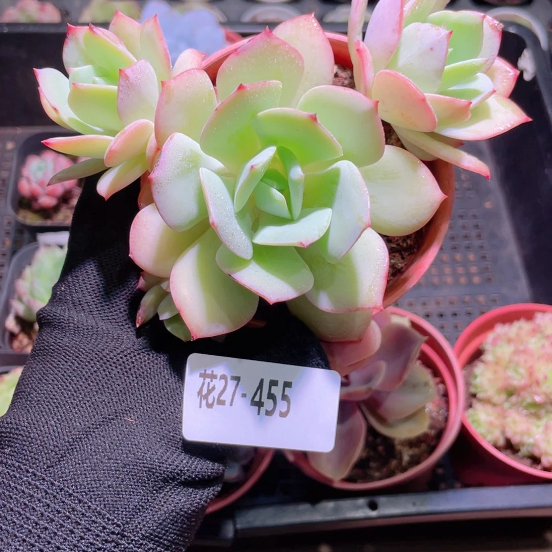 花利美27-455恋曲