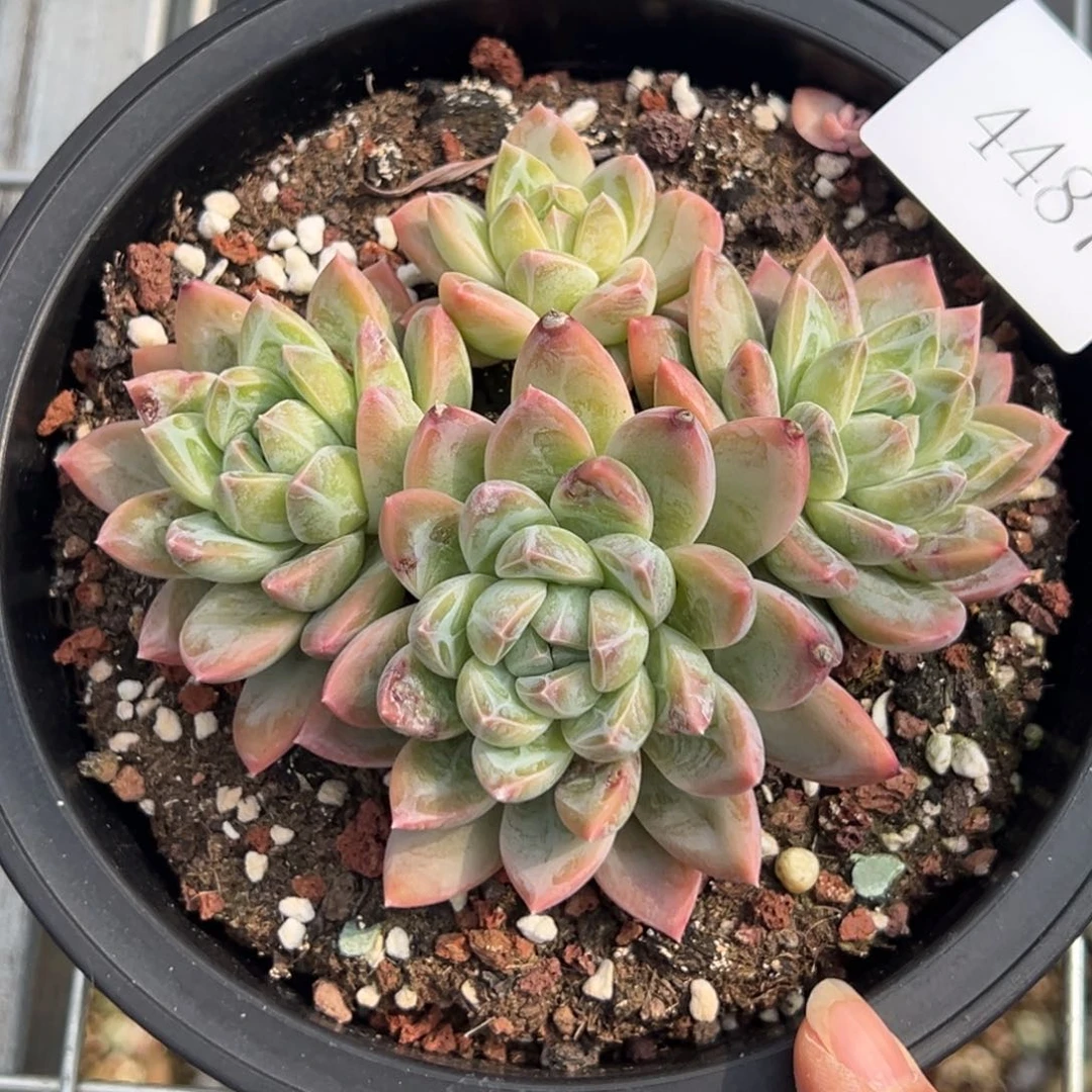 八****柜4487肉多哦哟多么多哦