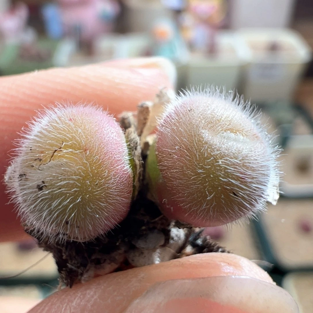 222。斯蒂芬紫红毛球