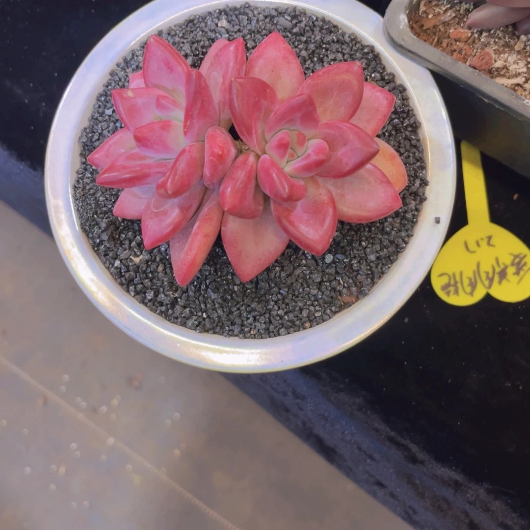 萬***囍赫菲斯托多肉美哦