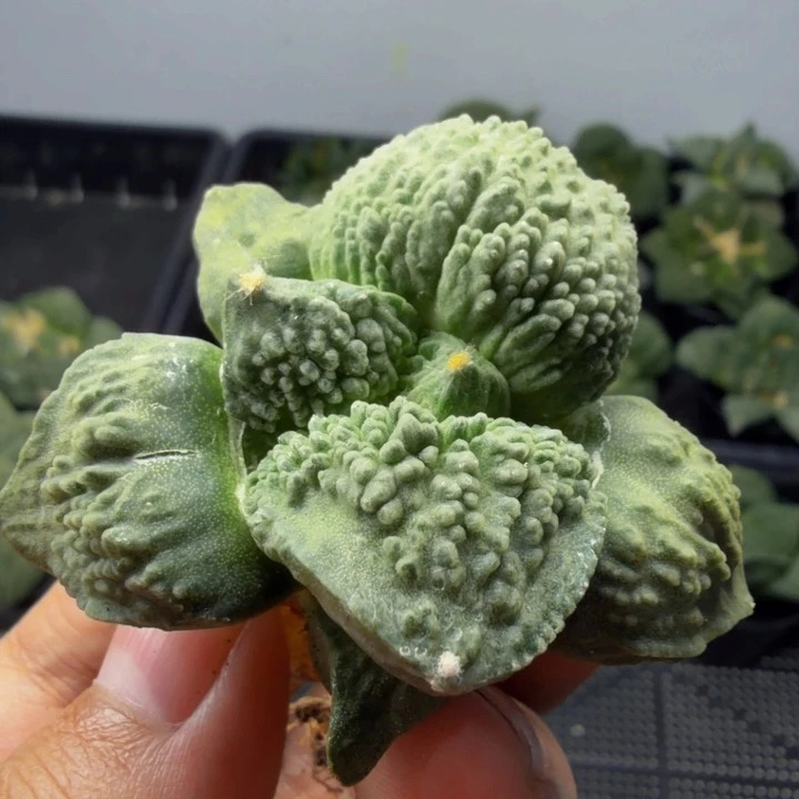 捡漏官帽蓝色怒涛