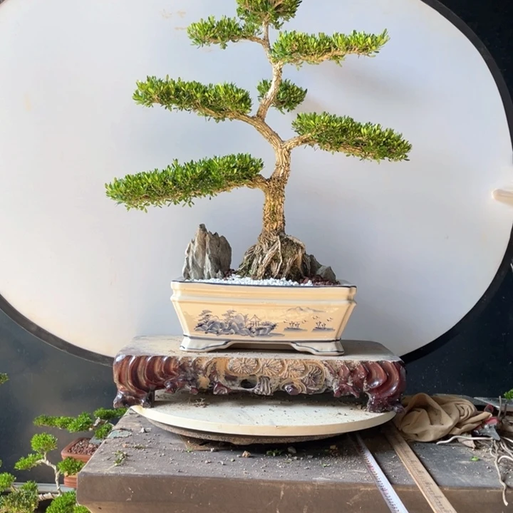 完全开放盟*黄杨盆景小叶